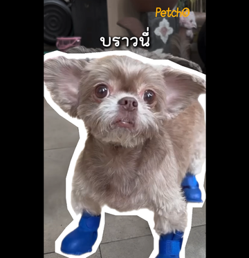 5 Stories ปาฏิหาริย์แห่งบ้านหลังสุดท้าย🐶