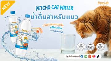 แมวคุณดื่มน้ำเพียงพอหรือยัง? 💧🐈