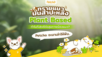 ทรายแมวมันสำปะหลัง (Plant-Based) ทำไมถึงดีต่อสุขภาพน้องแมว?